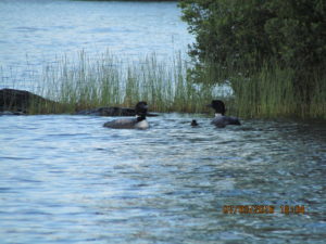 New baby loon July 2016