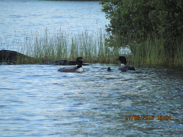 Worthley Pond Photo Gallery  Worthley Pond Association